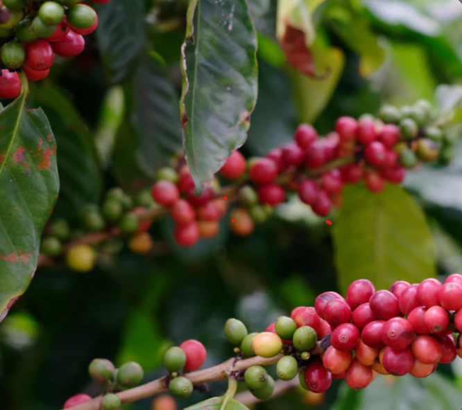 Premium Coffee
